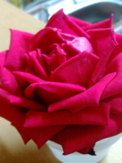 イギリスの国花は薔薇なんです 冨田のブログ